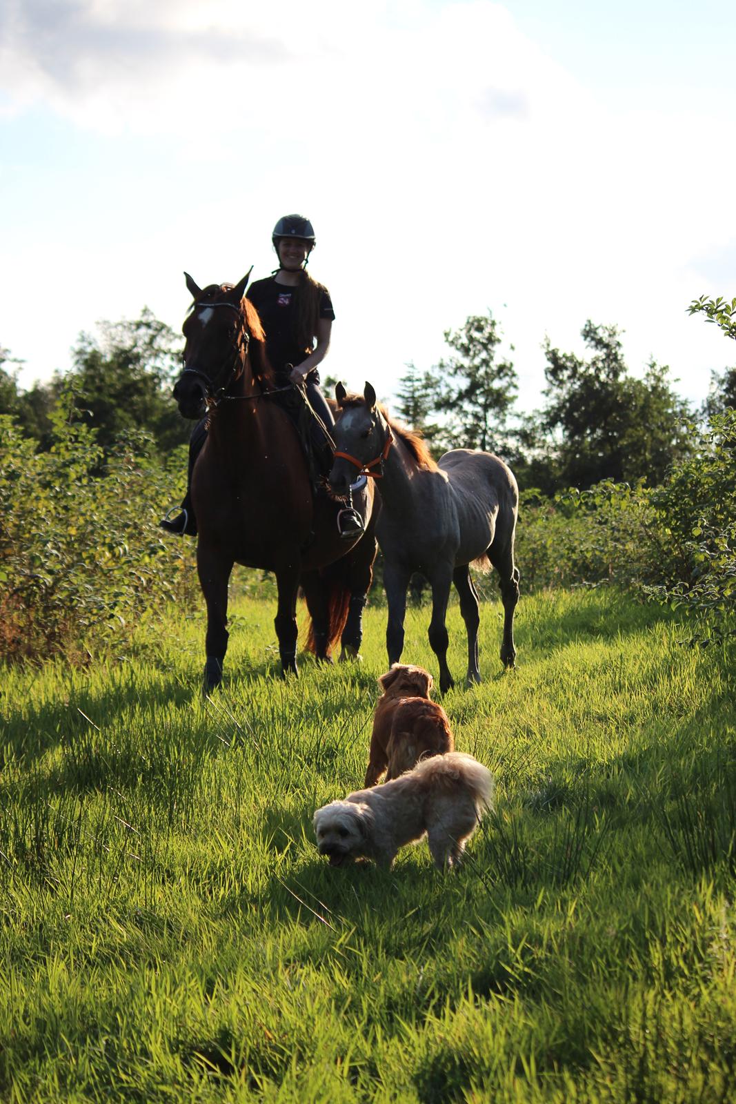 Anden særlig race Schokko La billede 4