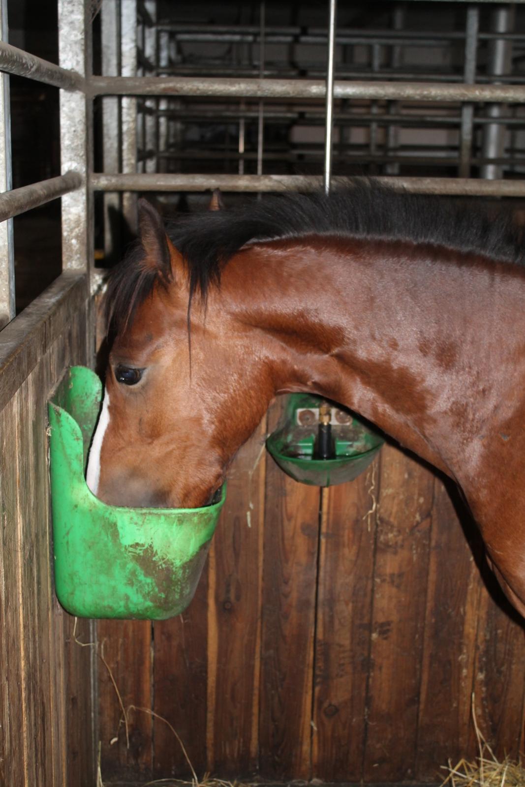 Welsh Pony af Cob-type (sec C) Flynn Rider billede 50