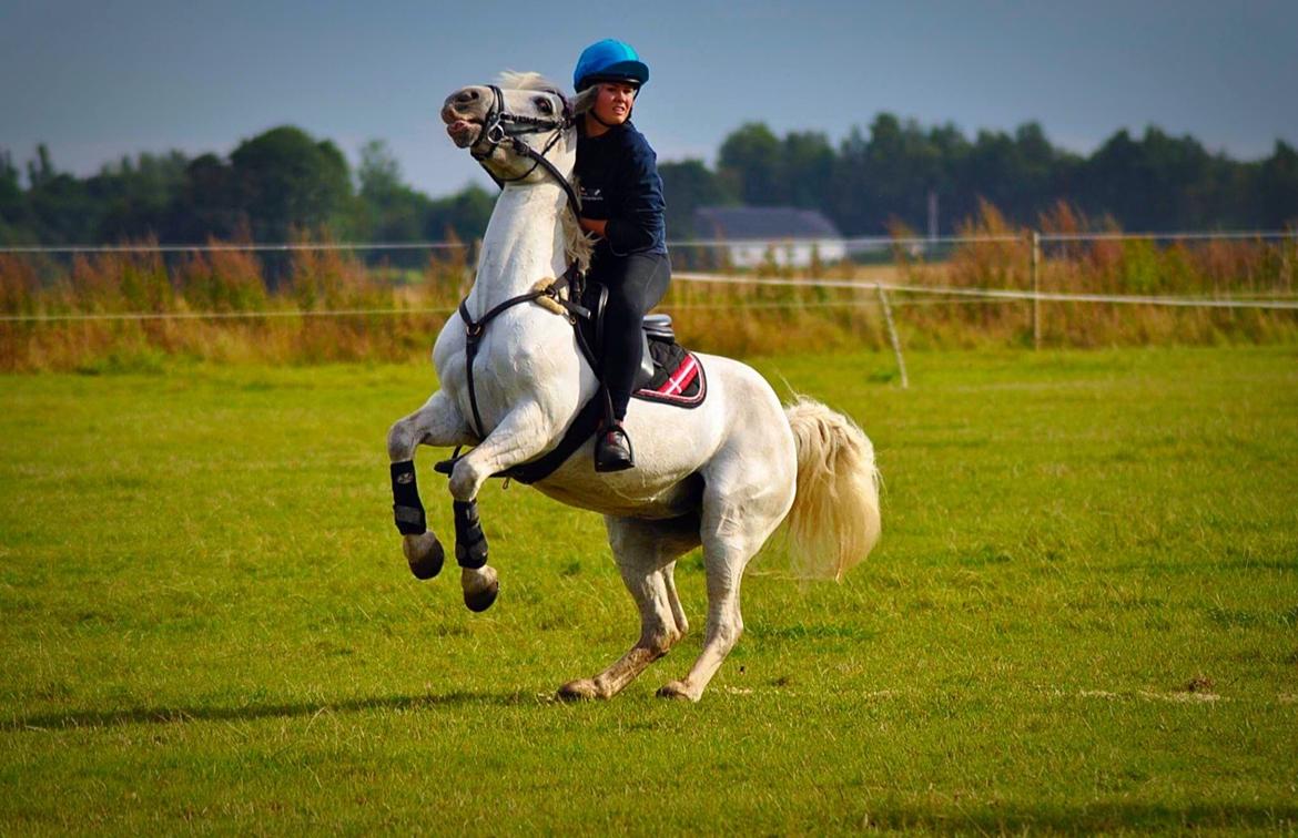 Connemara Miriam billede 7