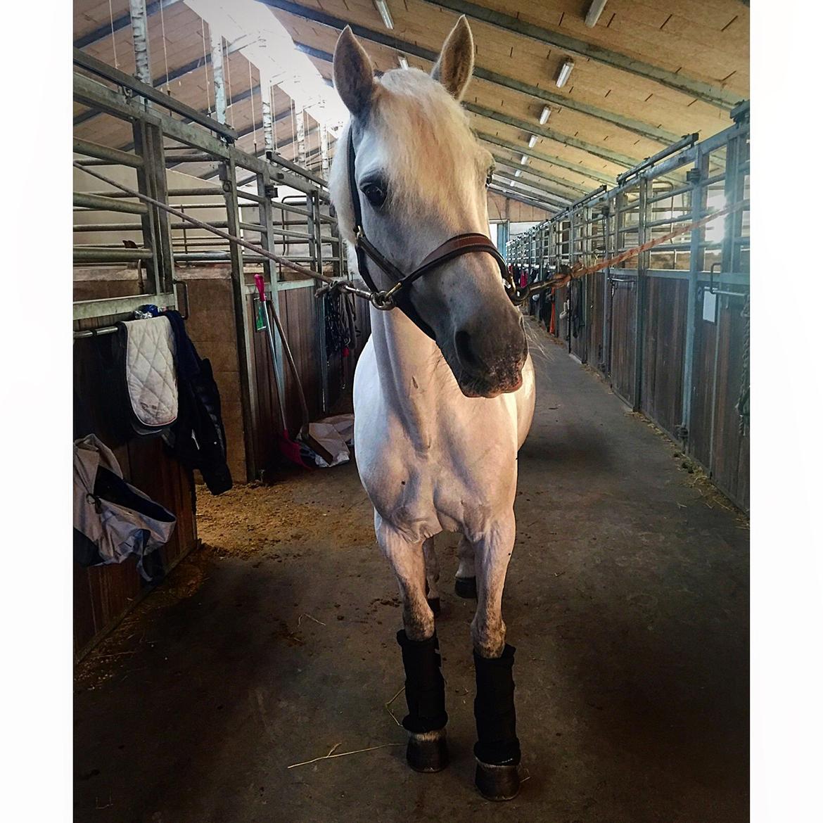 Connemara Miriam billede 12