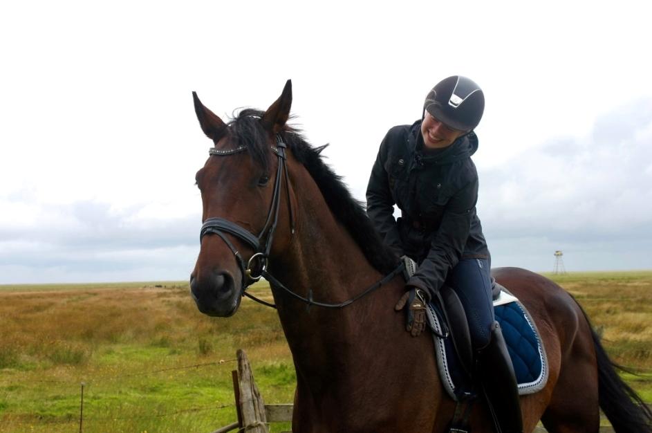 Anden særlig race Alonso A-hest billede 15