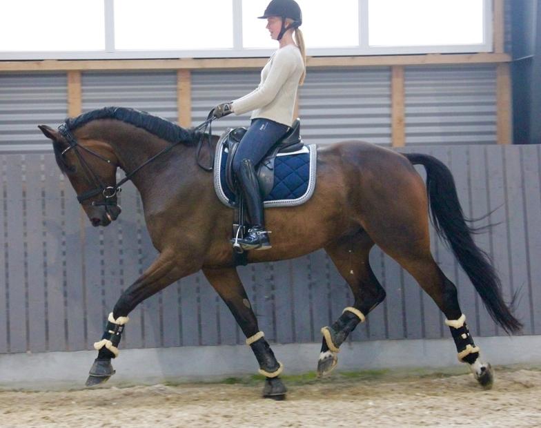 Anden særlig race Alonso A-hest billede 12