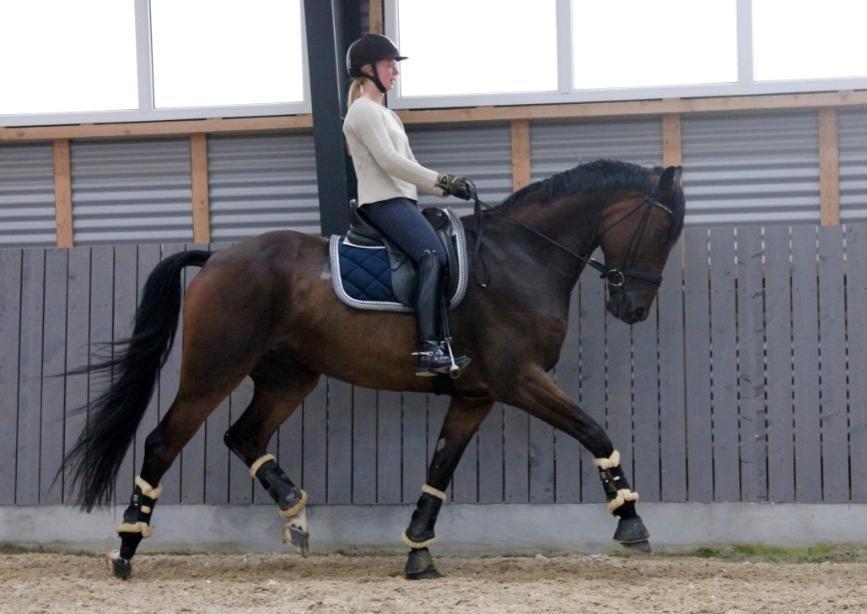 Anden særlig race Alonso A-hest billede 2