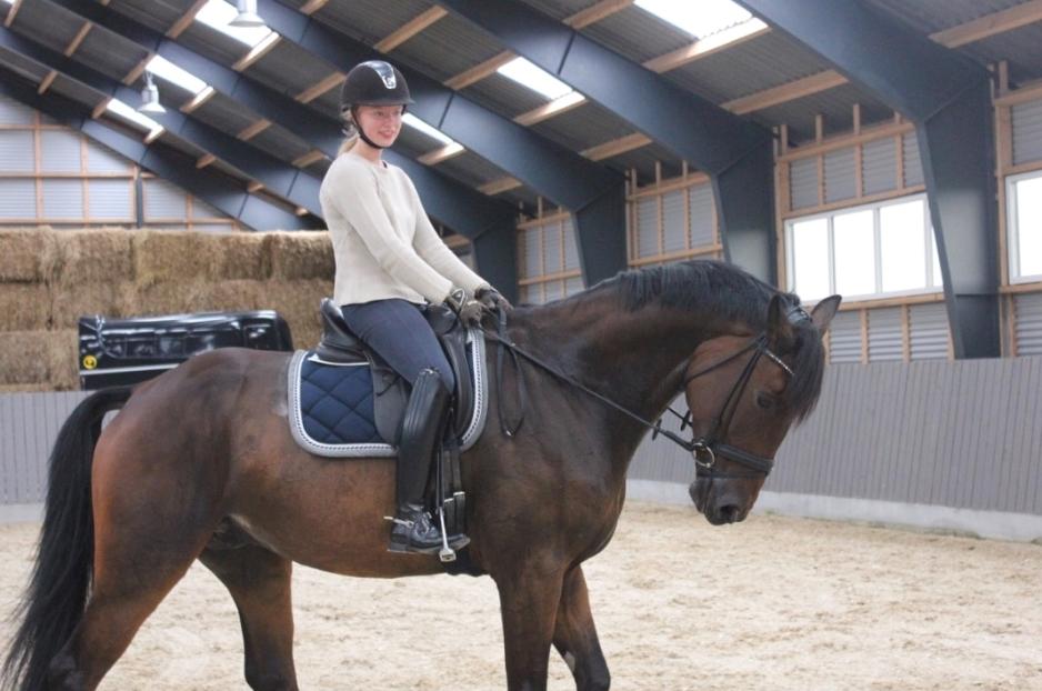 Anden særlig race Alonso A-hest billede 18