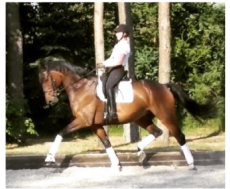 Anden særlig race Alonso A-hest billede 10