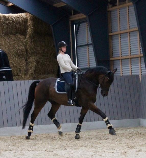 Anden særlig race Alonso A-hest billede 16