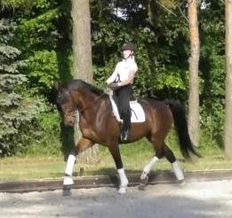 Anden særlig race Alonso A-hest billede 13