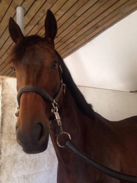 Anden særlig race Alonso A-hest billede 9