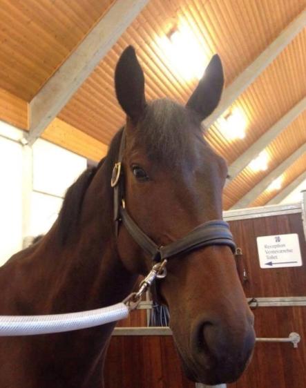 Anden særlig race Alonso A-hest billede 17