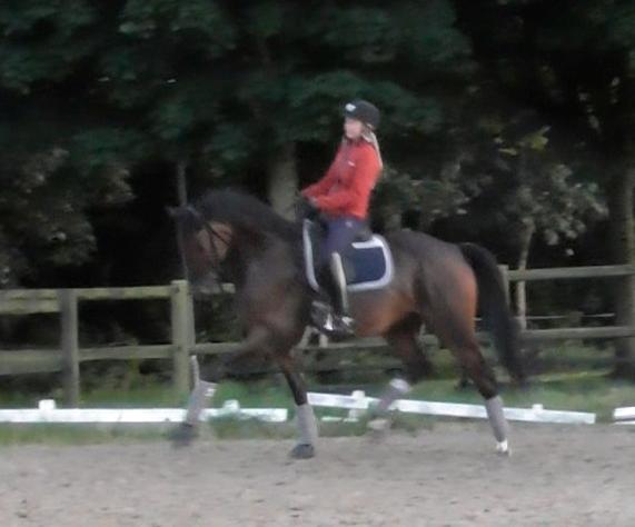 Anden særlig race Alonso A-hest billede 6