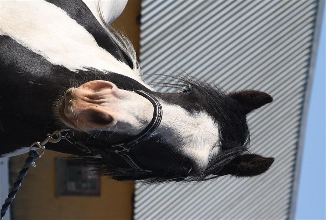 Irish Cob Renaldo (Nalle) R.I.P billede 2