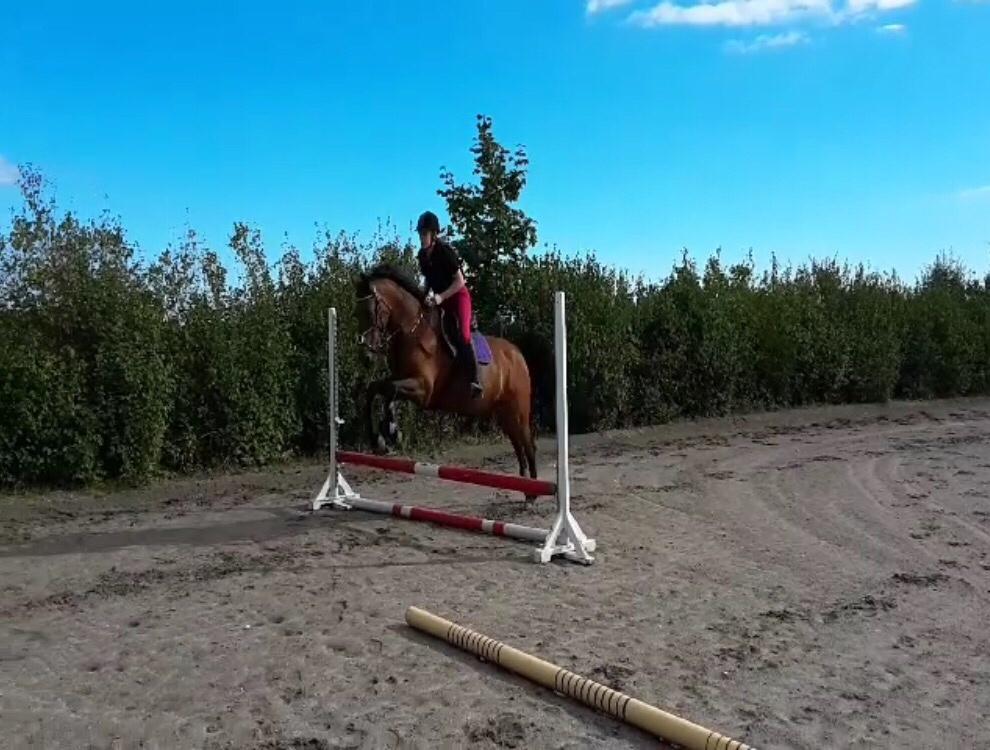 Polsk Varmblod Alvara billede 13