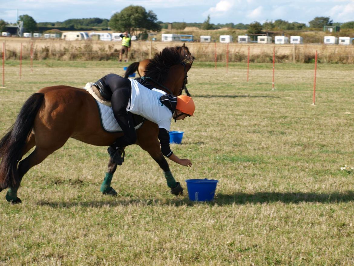 Anden særlig race Kiss Kiss Bang Bang DK • Hulken • Mit alt - DM Individuelle 2015 - Ingen over <3 billede 14