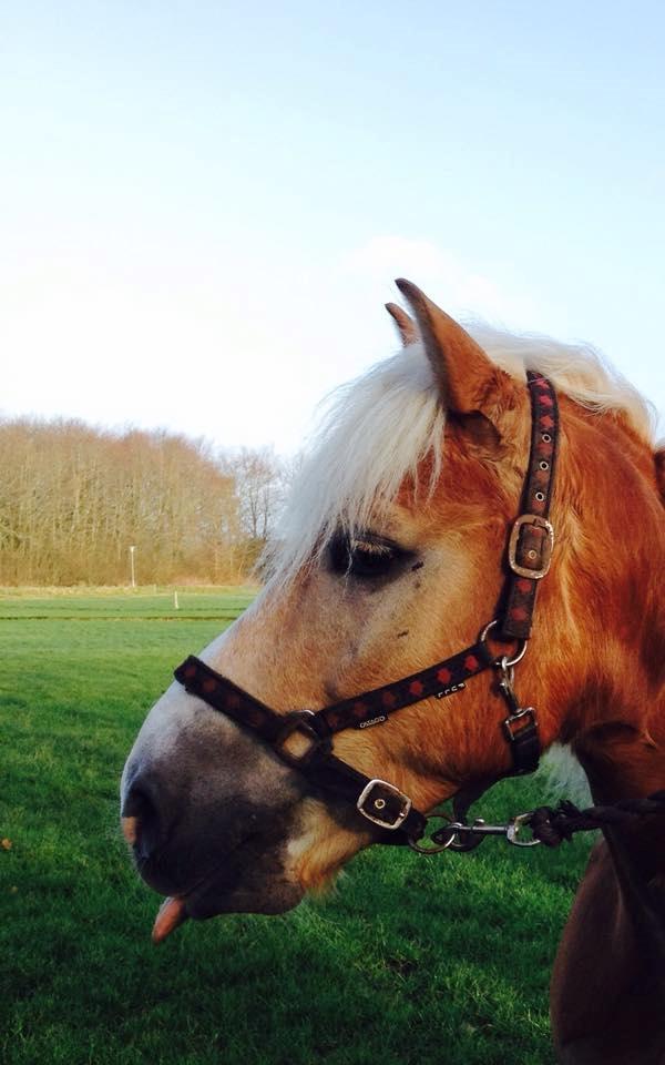 Tyroler Haflinger Angels Eyes - dejlig dejlig  billede 11