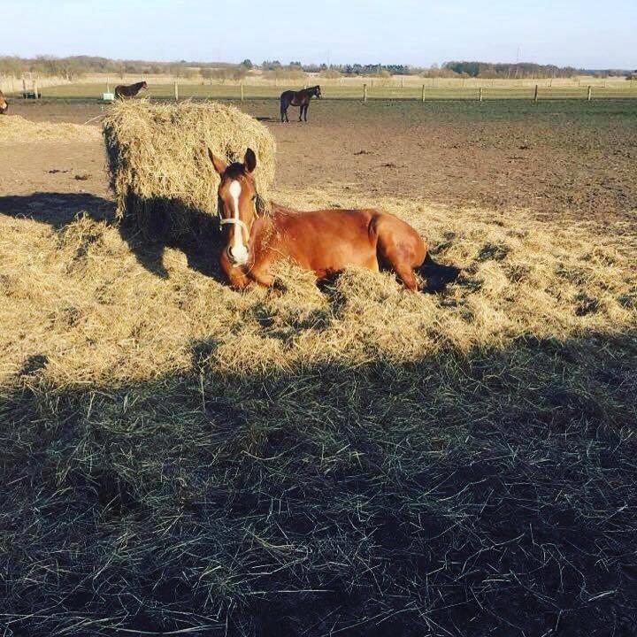 Dansk Varmblod Stokbroens rosita billede 17