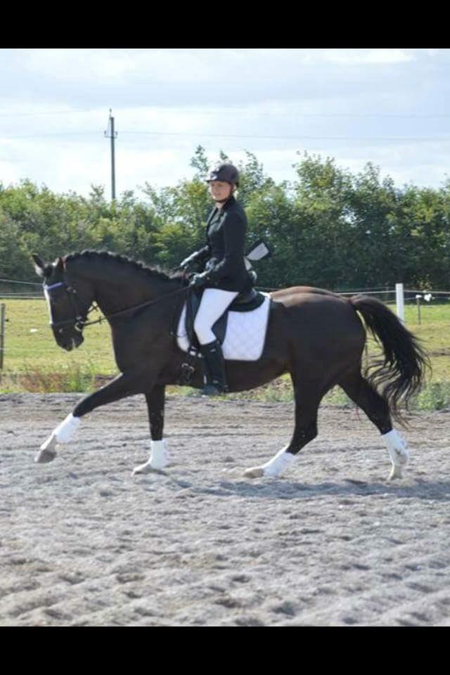 Anden særlig race Silke - Marlene og silke lb 2014  billede 19