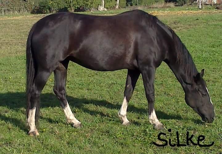 Anden særlig race Silke - silke sommeren 2014  billede 20