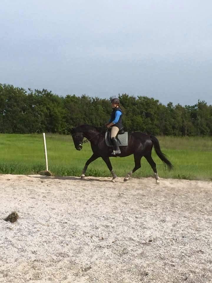 Anden særlig race Silke - silke og jeg forår 2015  billede 21