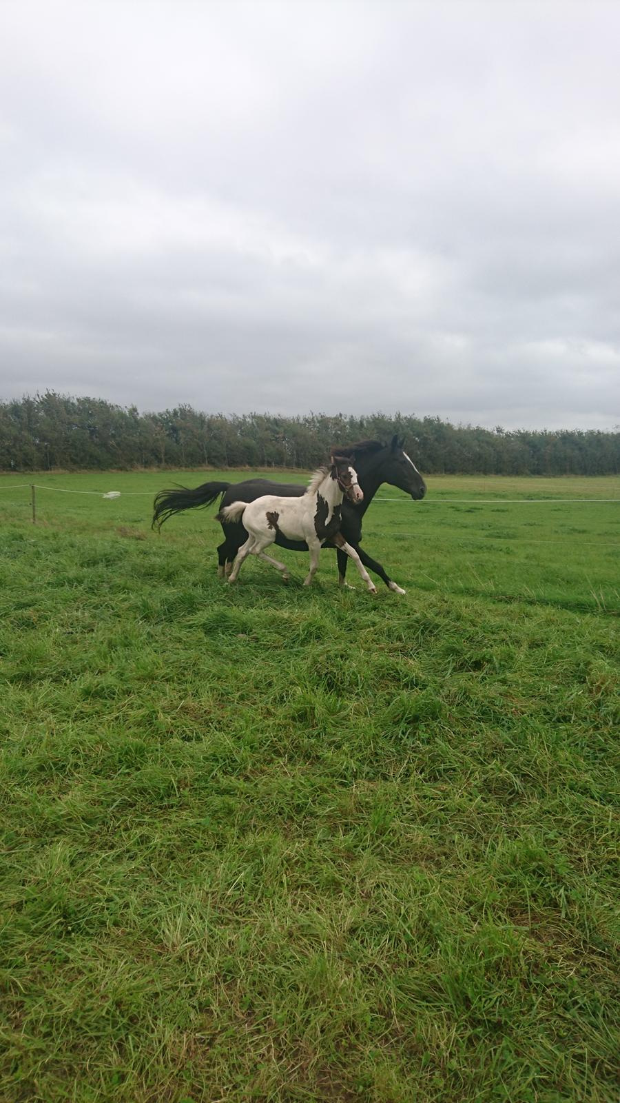 Anden særlig race Silke - silke og hendes føl Møllens sunshine.  efter florisco pih 126.  2016  billede 22