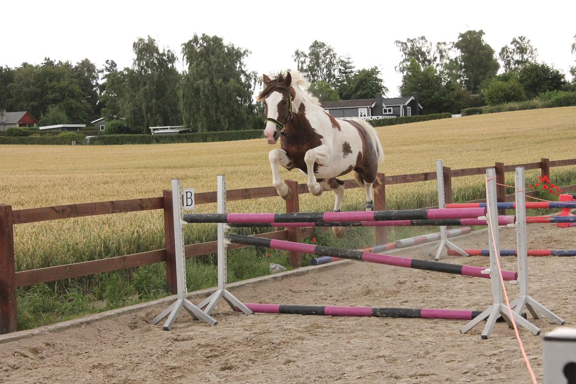 Pinto Schillinggaards monique - Løsspringning 2016 billede 5