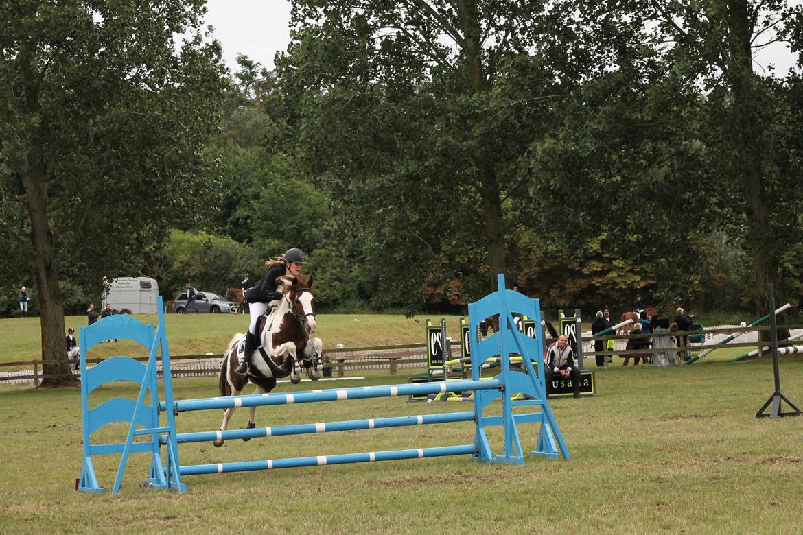 Pinto Schillinggaards monique - D4 Horseshow 2016  billede 3