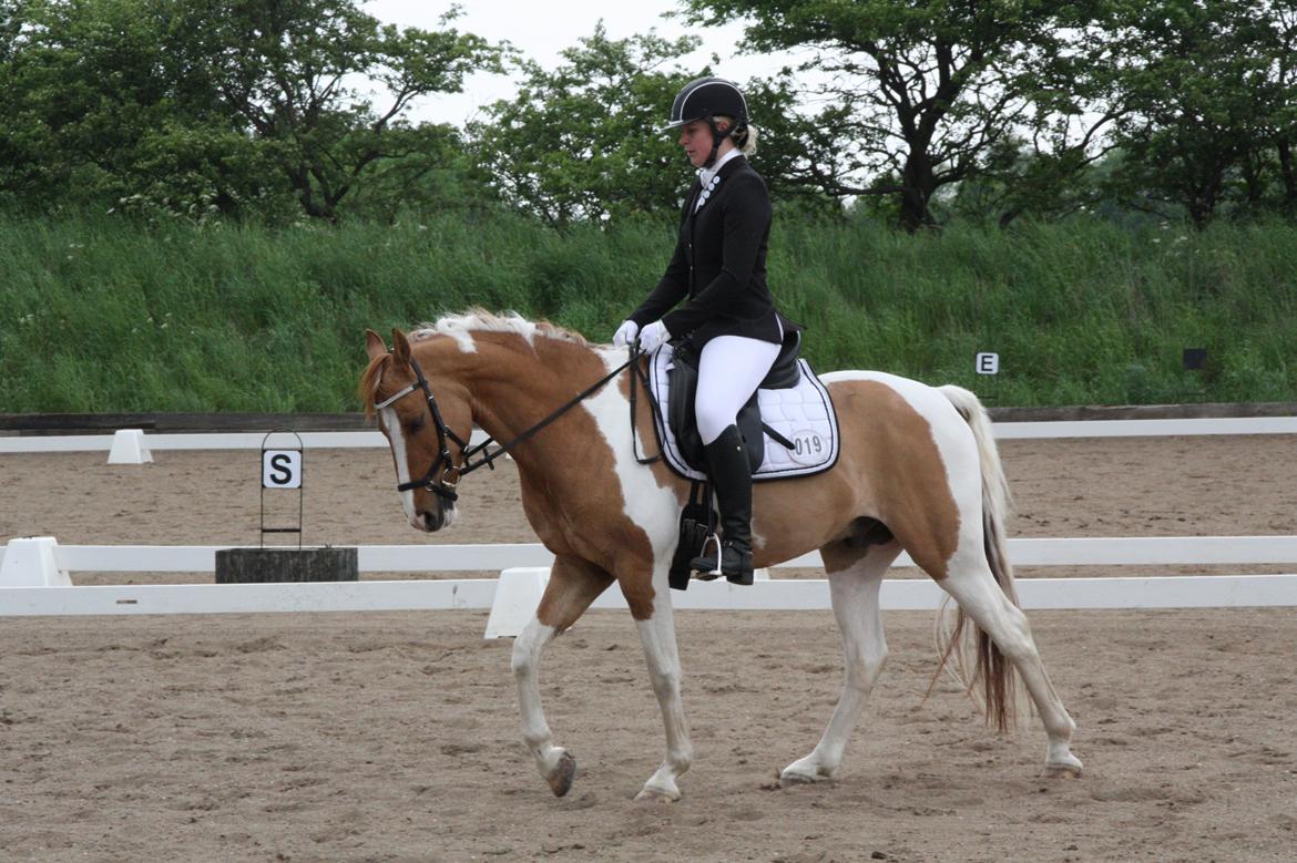 Pinto Hedegårdens safiro billede 12