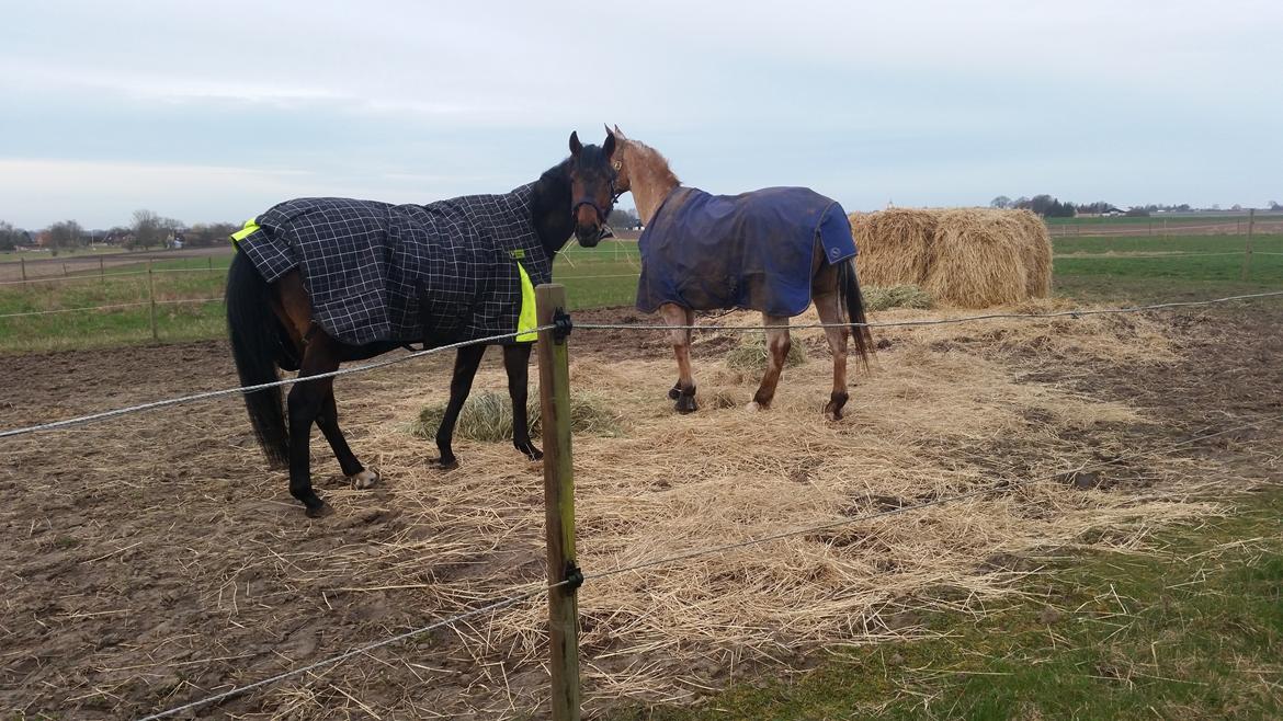 Fuldblod (XX) Second Chance Jojo  billede 1