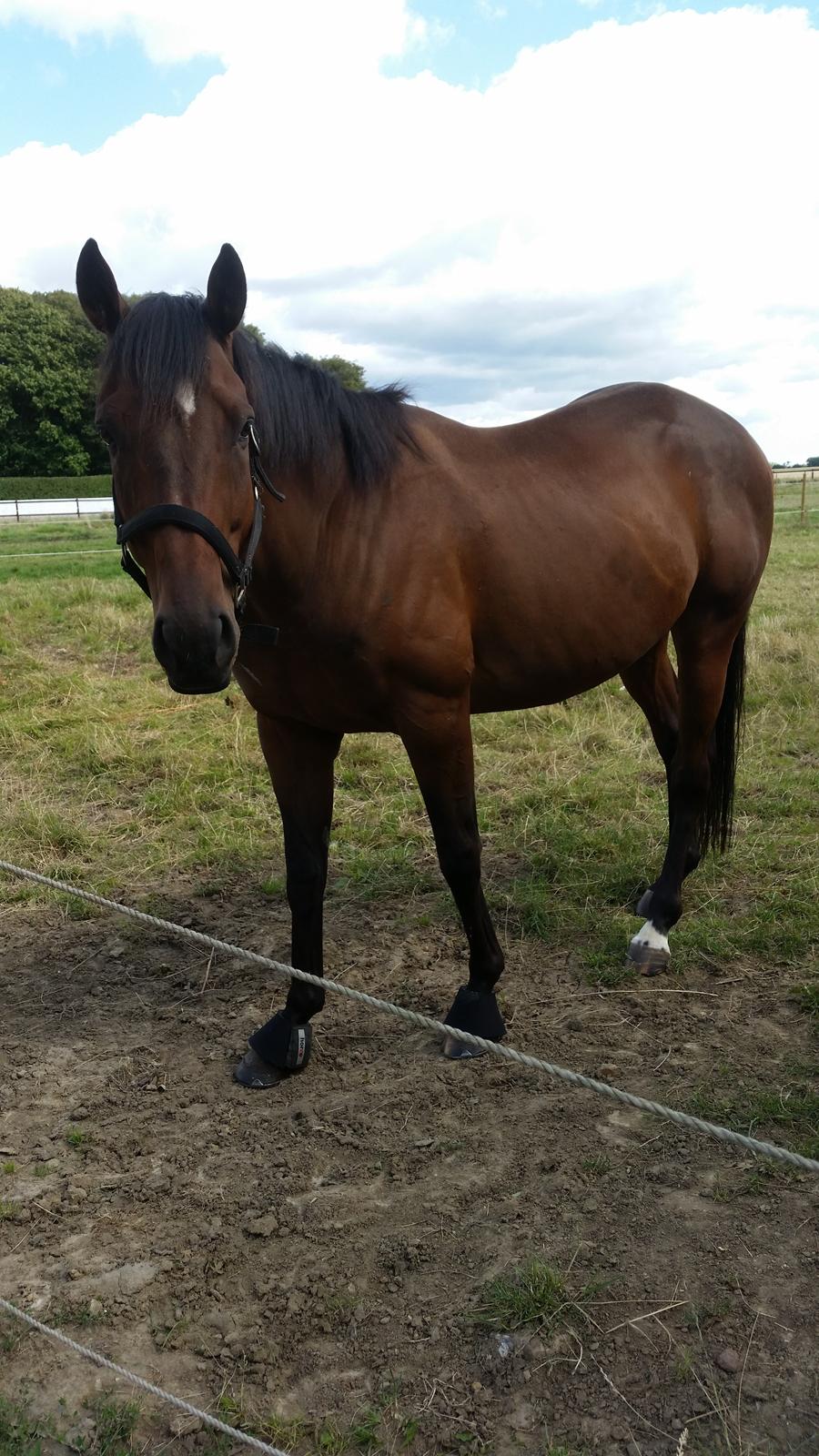 Fuldblod (XX) Second Chance Jojo  billede 3