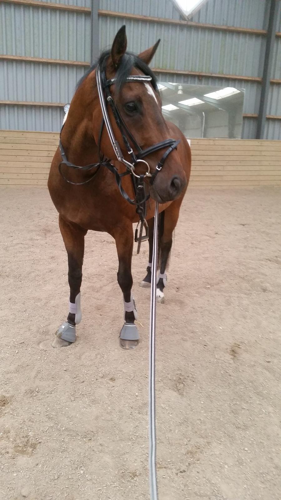 Fuldblod (XX) Second Chance Jojo  billede 4