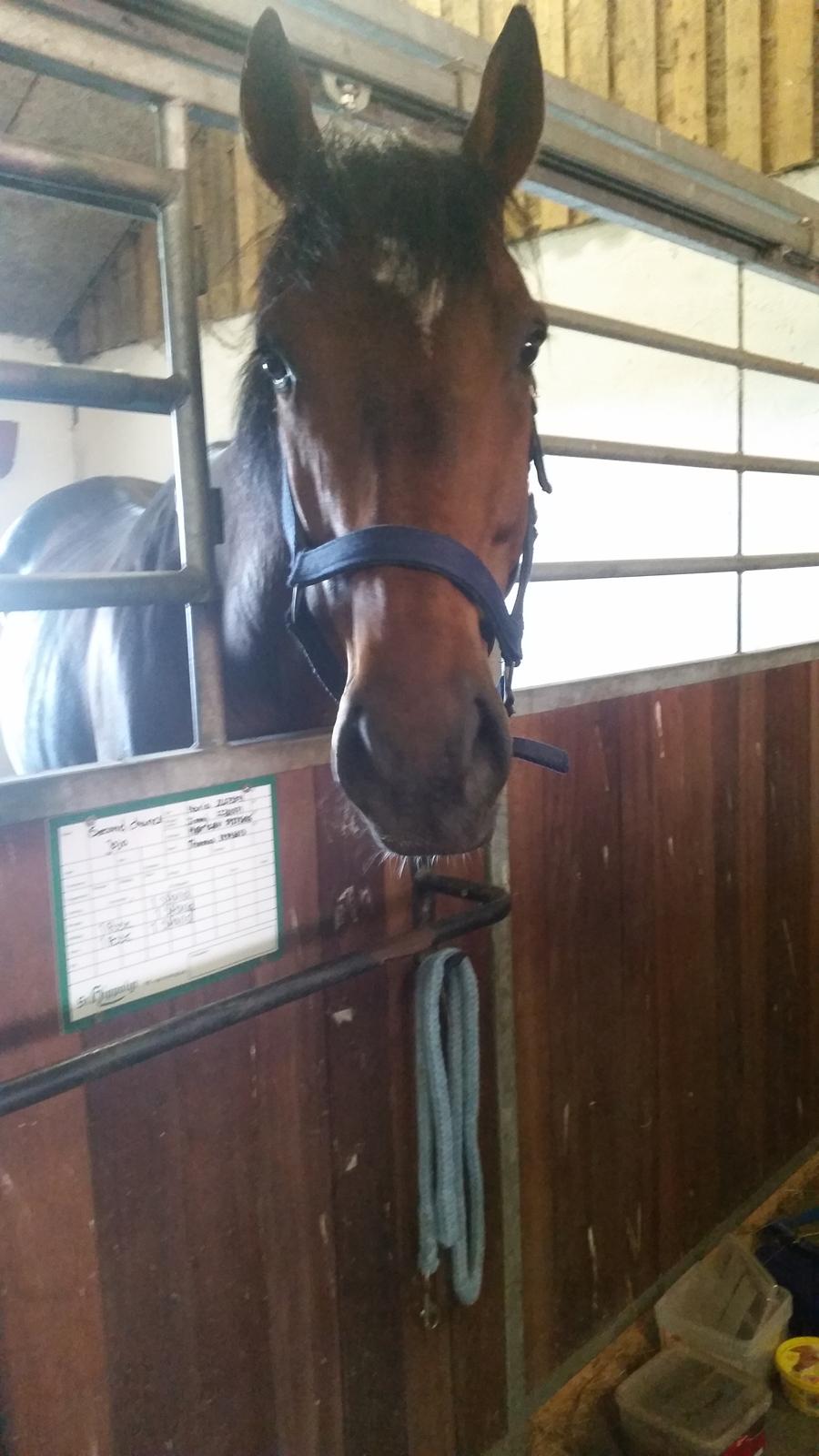 Fuldblod (XX) Second Chance Jojo  billede 5