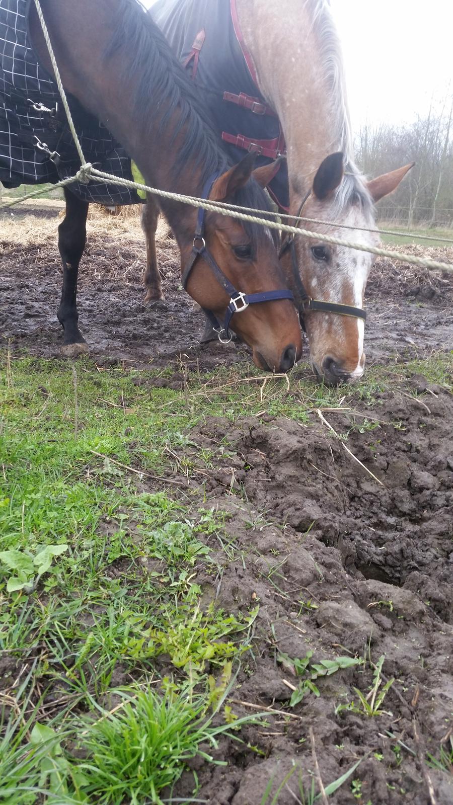 Fuldblod (XX) Second Chance Jojo  billede 6