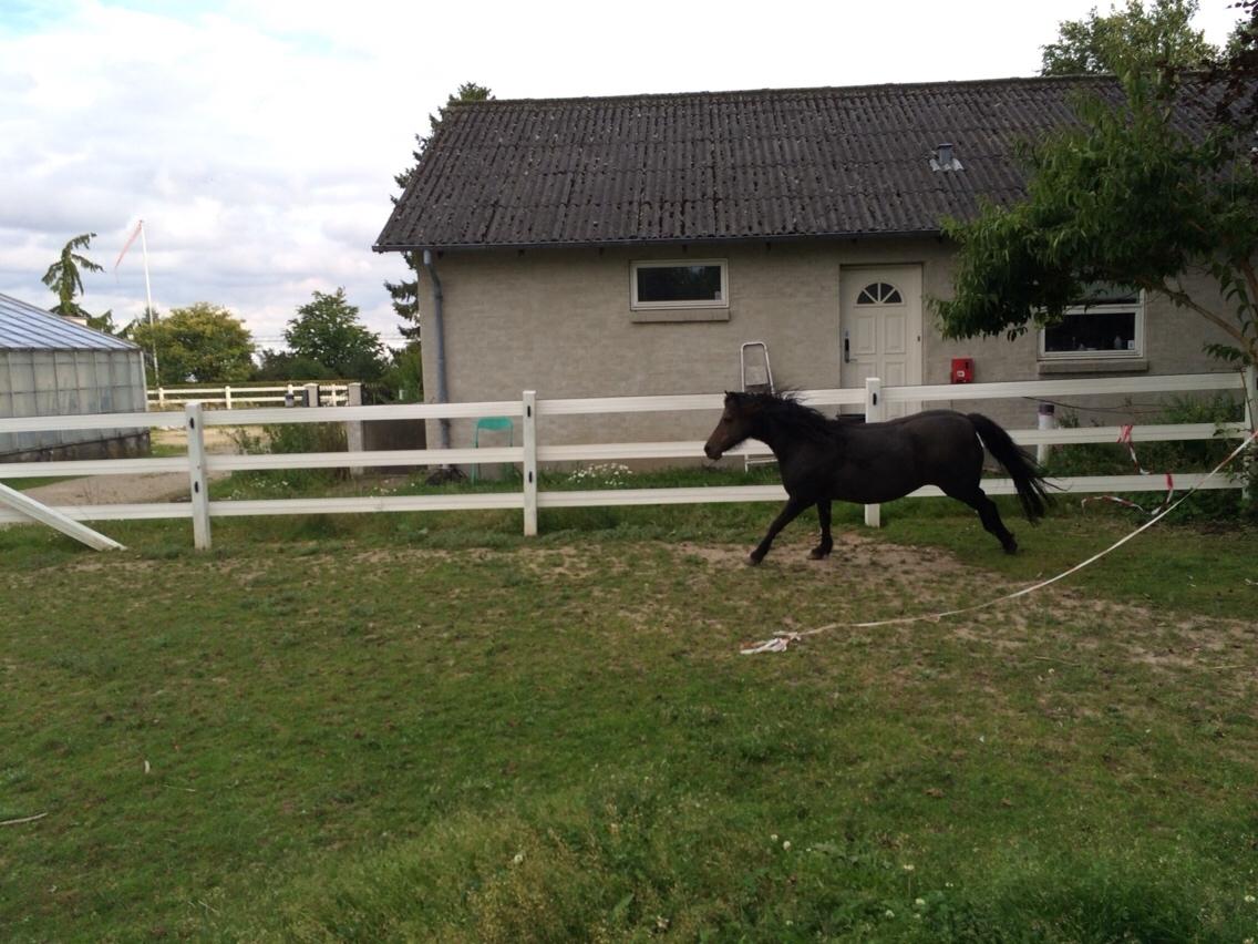 Welsh Partbred (Sec F) BW´s Mia Maja billede 19