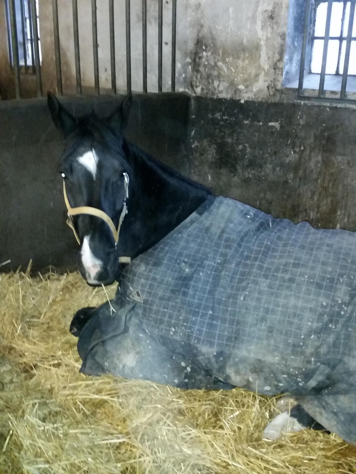 Dansk Varmblod skylight billede 2