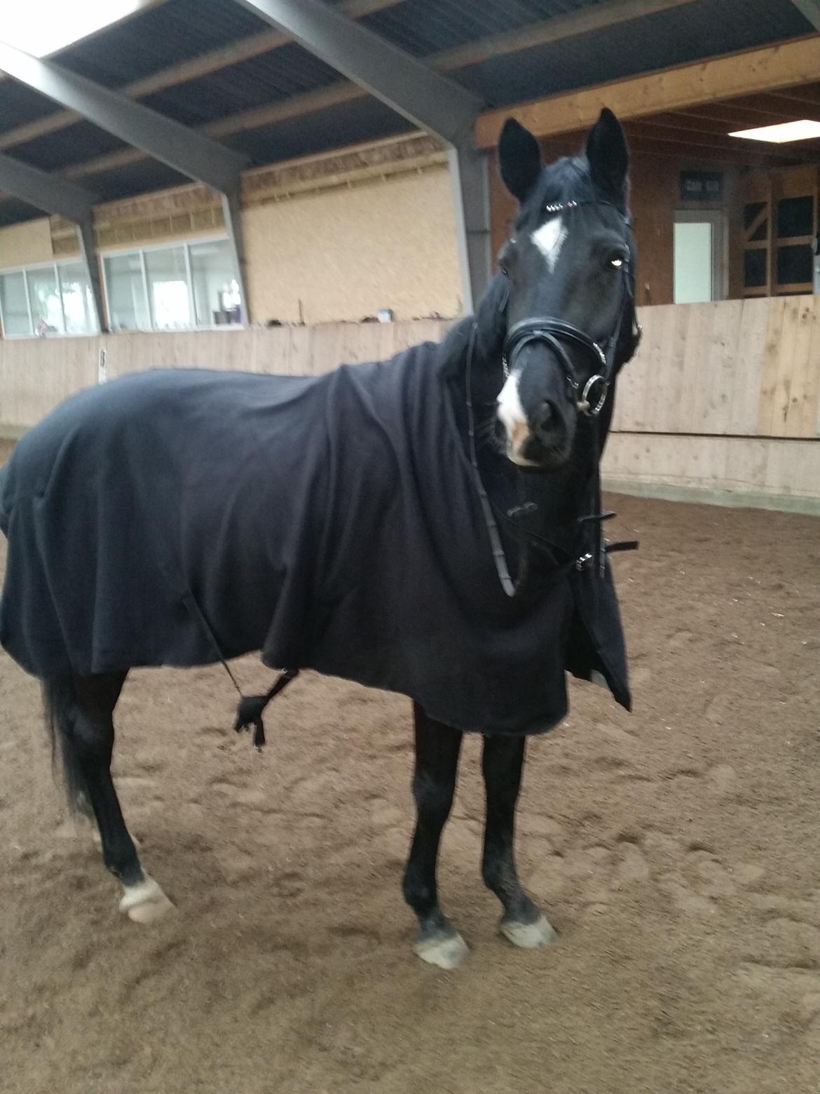 Dansk Varmblod skylight billede 3