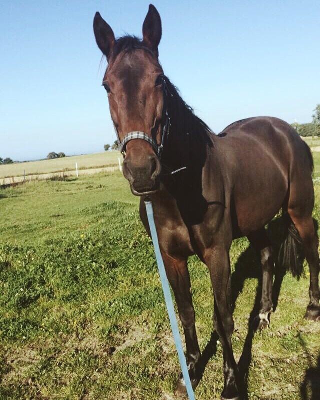 Traver Havanna Sisu (pusle) billede 9