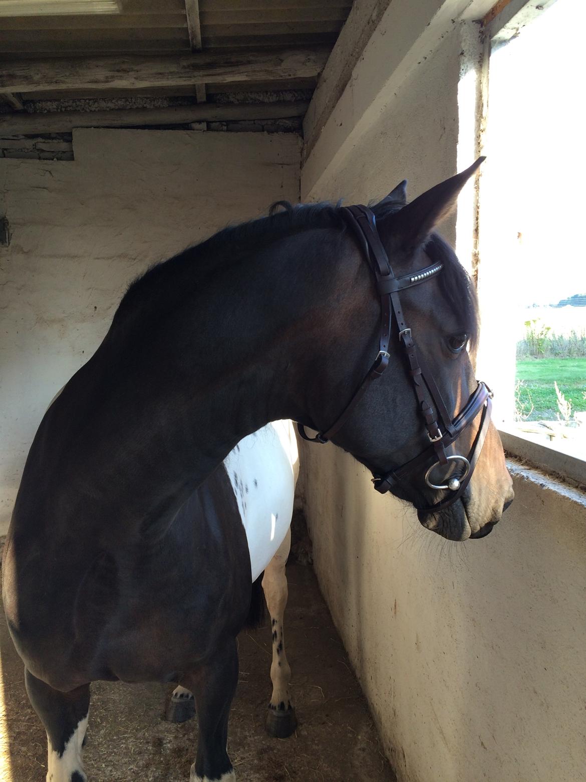 Pinto Nacoma indian - Nu med trense  billede 13