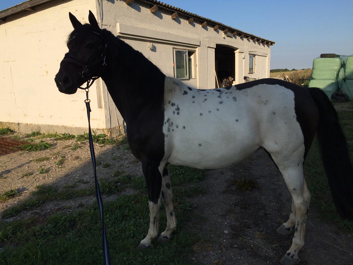 Pinto Nacoma indian billede 14