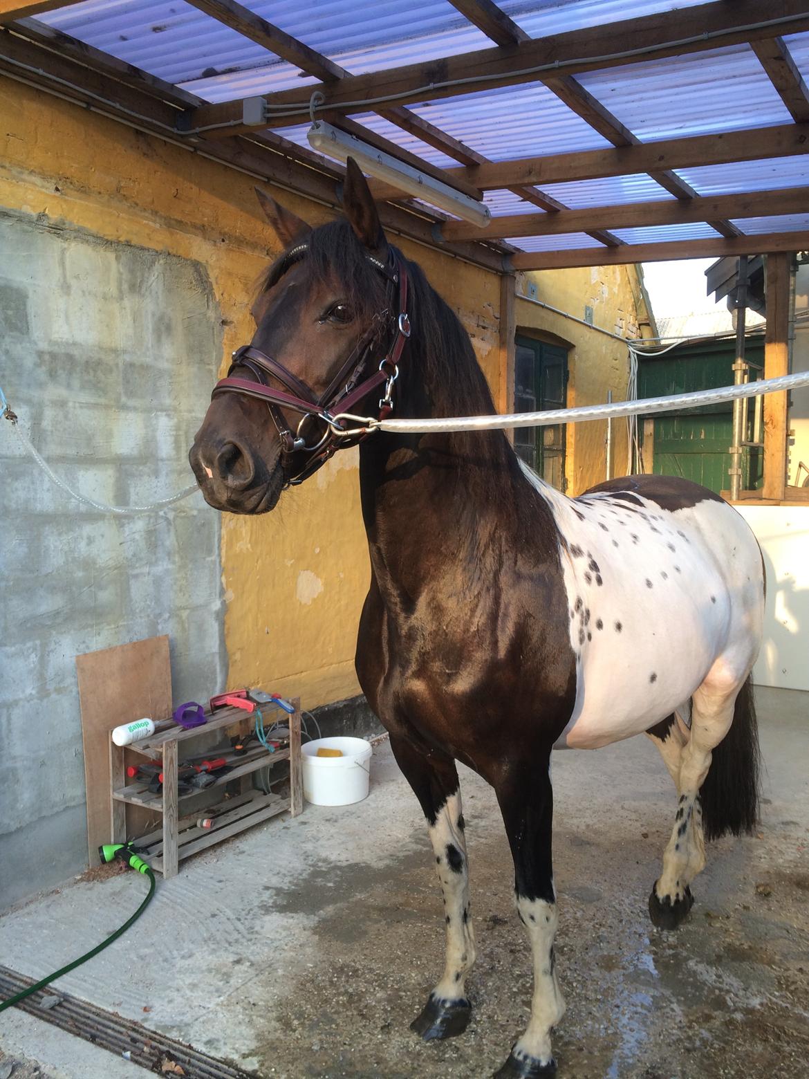 Pinto Nacoma indian - Dejligt med et lille bad  billede 15