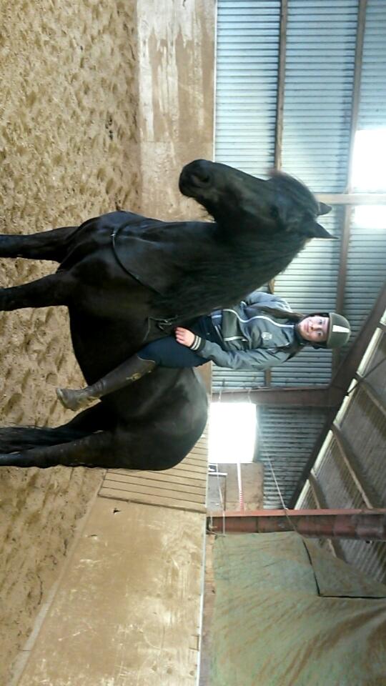 Frieser Enjoy Aslan - Han er sådan en rolig hest  billede 3