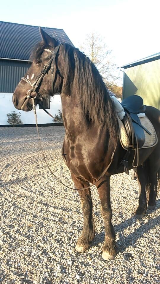 Frieser Enjoy Aslan - her var vi godt i gang med tilridningen :-) billede 2