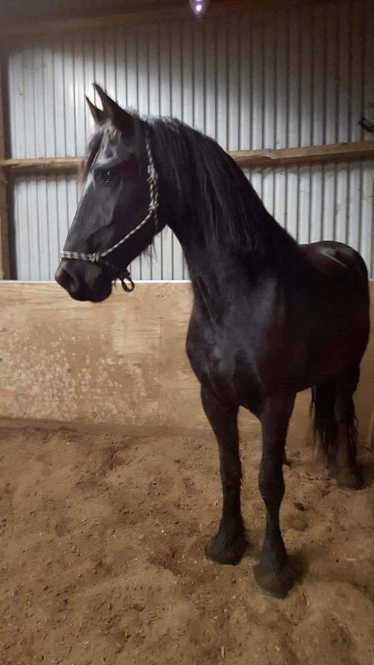 Frieser Enjoy Aslan - Det er fra april, da jeg købte ham:-) billede 1