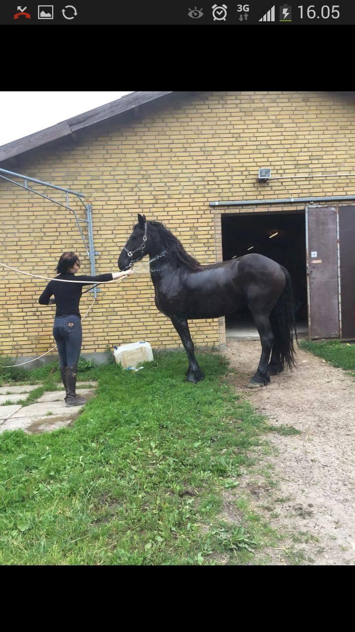 Frieser Enjoy Aslan - Vaske dag <3 Han hader vand, dog er det blevet bedere.. men strenden elsker han:I billede 4