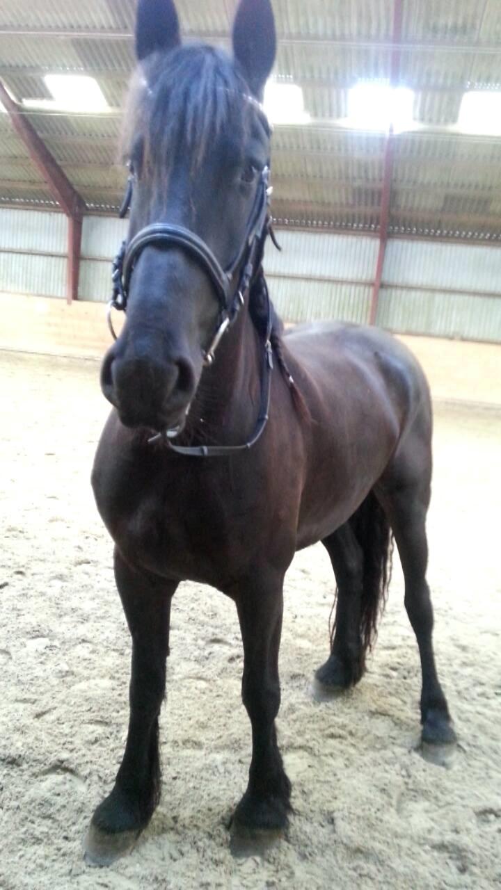 Frieser Enjoy Aslan - Lidt hygge dage :-) billede 6