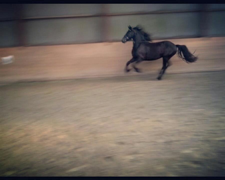 Frieser Enjoy Aslan - <3 billede 9