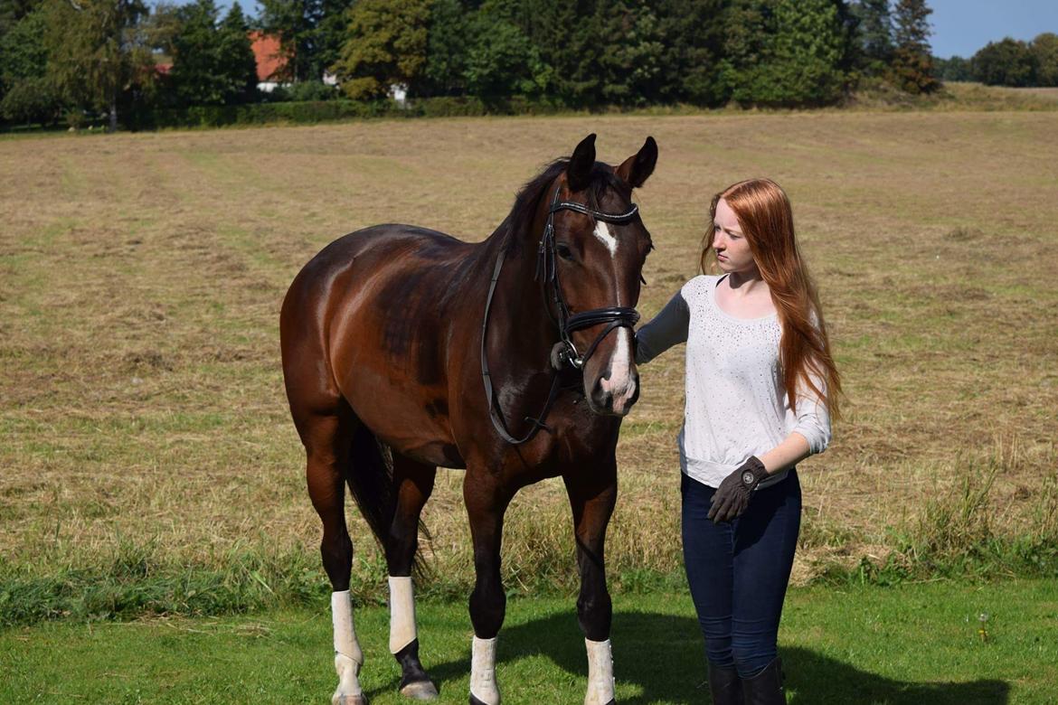 Dansk Varmblod Druebrogård's savage rose billede 2