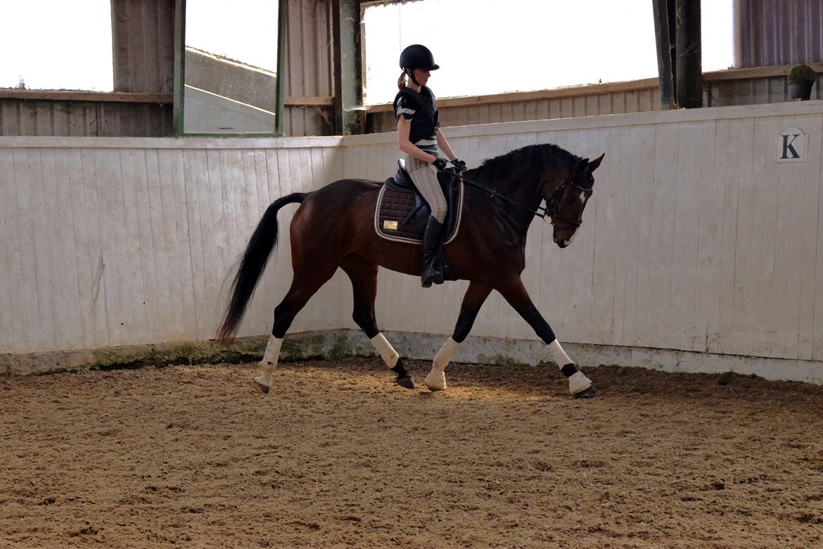 Dansk Varmblod Druebrogård's savage rose billede 3