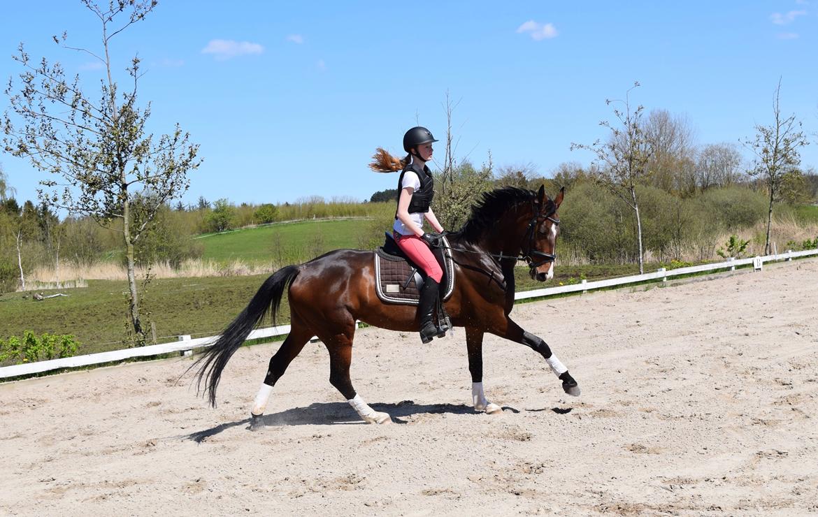 Dansk Varmblod Druebrogård's savage rose billede 4