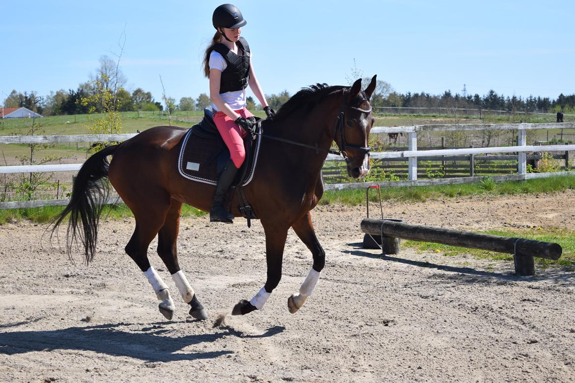 Dansk Varmblod Druebrogård's savage rose billede 5