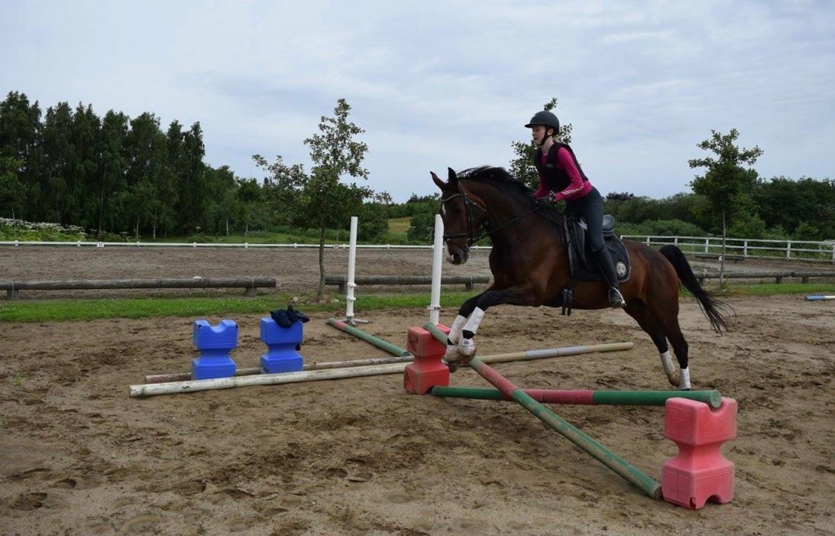 Dansk Varmblod Druebrogård's savage rose billede 6