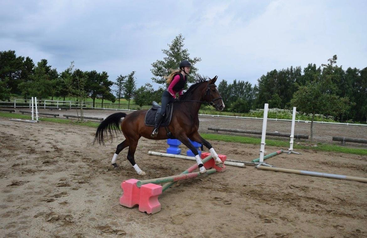 Dansk Varmblod Druebrogård's savage rose billede 7